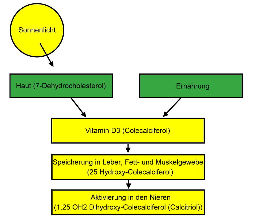 Darstellung - Vitamin-D-Produktion im Körper